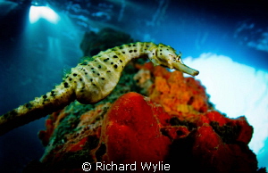 Pot Bellied Seahorse by Richard Wylie 